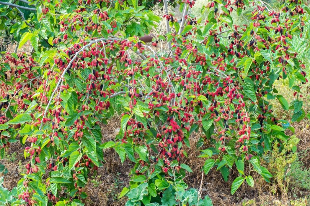 The indigenous tree called ‘Vavatsinia’(mulberry tree) in Vavatsinia